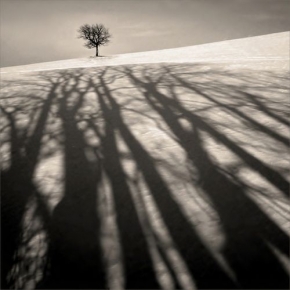 Stromy v krajině - Fotograf roku - PŘÍBĚH STROMŮ