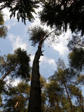 Stromy v krajině - Borovice