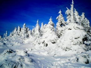 Stromy v krajině - Stromy v zimě