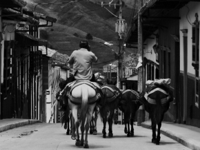 Vidím to černobíle - Kovboj se svým stádem, horská vesnice Sonson, Kolumbie