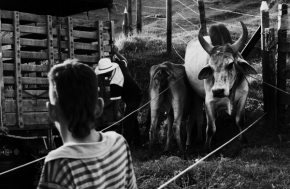 Vidím to černobíle - Dva kroky od smrti, nakládání býka do Kamionu, horská vesnice Concepcion, Kolumbie
