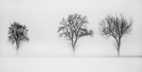 Vidím to černobíle - Stromy v mlze