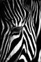 Martin Jonathan Swiech -Zebra