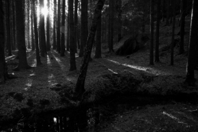 Vidím to černobíle - Ráno v lese