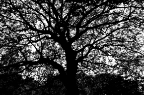 Vidím to černobíle - Strom života