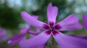 Blízká krása v detailu - Fialová květina