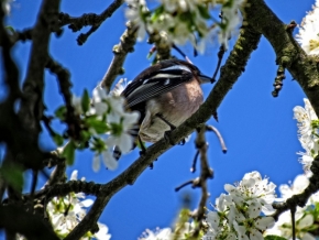 Divoká příroda inspiruje - ptáček na rozkvetlém stromě