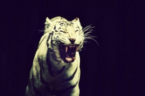 Divoká příroda inspiruje - Eye of the Tiger