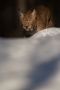 Jiří Vondráček -Rys ostrovid (Lynx lynx)
