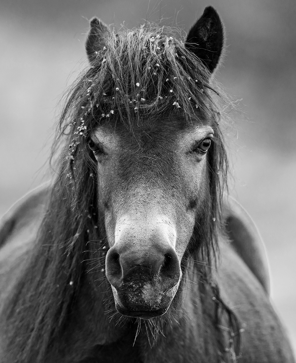 Exmoor pony - divoký kůň