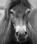 Věra Kuttelvašerová Stuchelová -Exmoor pony - divoký kůň2