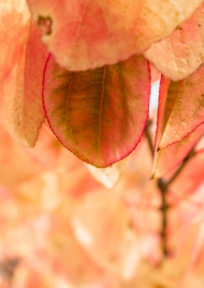 Blízká krása v detailu - Podzim