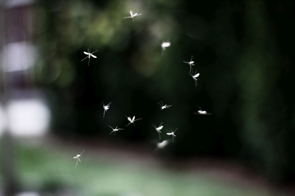Komáři z pohádky