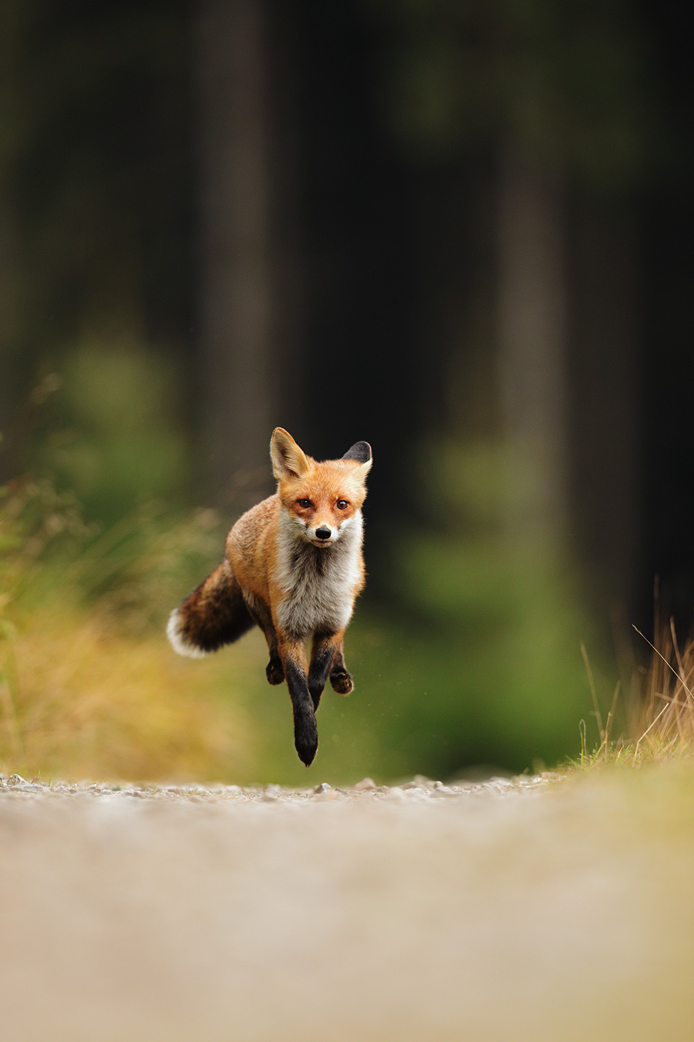 Běží liška k Táboru