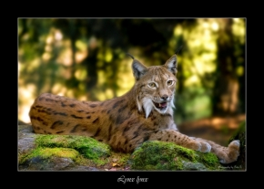 Zvěř a zvířátka divoká i blízká - Lynx Lynx