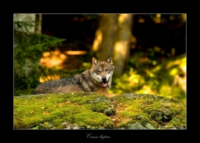 Zvěř a zvířátka divoká i blízká - Vlk dravý