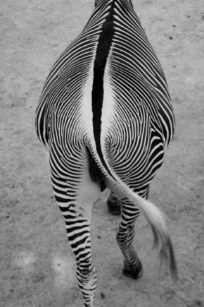 Zvěř a zvířátka divoká i blízká - Zebra 