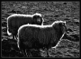 Jan Horák -Černé ovce