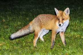 Zvěř a zvířátka divoká i blízká - Tábornická liška