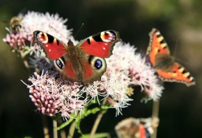 Zvěř a zvířátka divoká i blízká - Motýlí rande