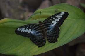 Zvěř a zvířátka divoká i blízká - křídla motýlí