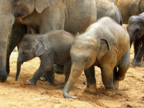 Zvěř a zvířátka divoká i blízká - sloni na Srí Lance