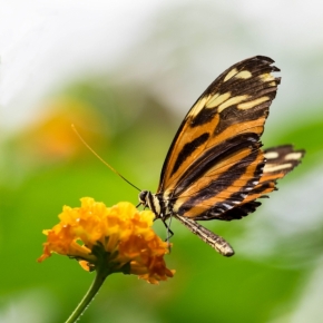Zvěř a zvířátka divoká i blízká - Odpočinek motýla