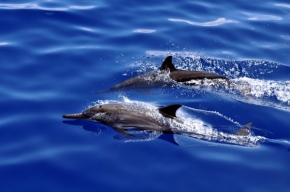 Zvěř a zvířátka divoká i blízká - Delfín je delfín je delfín