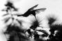 Kolibřík bělokrký