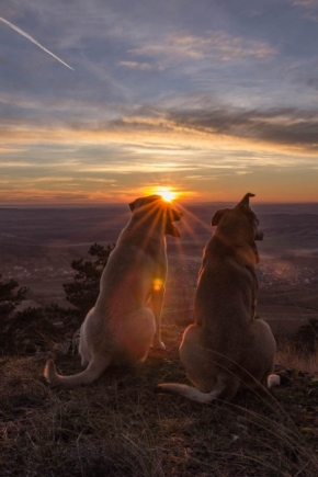 Zvěř a zvířátka divoká i blízká - Bratři při západu slunce