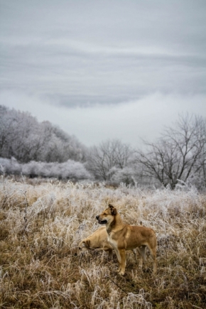 Zvěř a zvířátka divoká i blízká - Zima přichází...