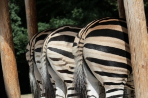 Zvěř a zvířátka divoká i blízká - Zebry