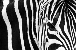 Zvěř a zvířátka divoká i blízká - Fotograf roku - Junior - III.kolo - Zebra