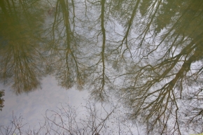 Voda a její odrazy - Vodní les
