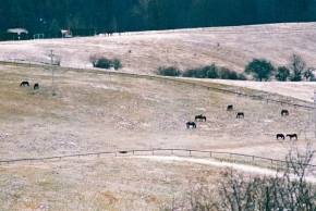 Objekty v krajině zasazené - Zimní krajina s koňmi