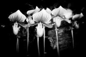 Blízká krása v detailu - Fotograf roku - Kreativita - XI.kolo - Orchidey v čiernobielom