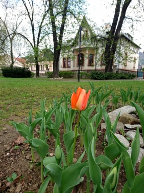 Lea Gregušová - Tulipán 