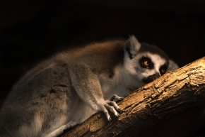Divoká příroda inspiruje - Fotograf roku - Junior - IX.kolo - Lemur