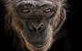 Opičí portrét