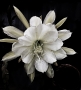 Dana Klimešová -bílá kráska