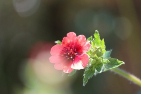 Blízká krása v detailu - květina zblízka