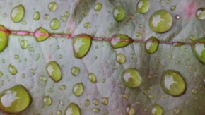 Blízká krása v detailu - kapky jarního deště