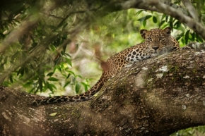Divoká příroda inspiruje - Fotograf roku - Top 20 - IX.kolo - Leopard