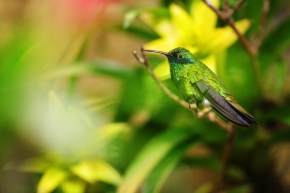 Fotograf roku v přírodě 2017 - Kolibřík modrolící