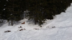 Objekty v krajině zasazené - Jelen ve sněhu