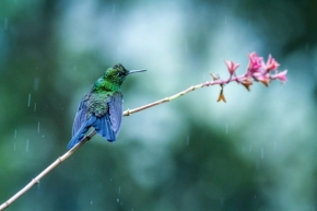 Divoká příroda inspiruje - Fotograf roku - Kreativita - IX.kolo - Kolibřík subtropický