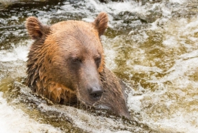 Fotograf roku v přírodě 2017 - Grizzly of Alaska