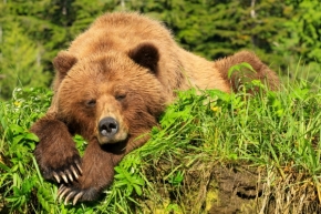Fotograf roku v přírodě 2017 - Canadian grizzly