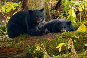 Miro  Mundik - Black bear with a cub