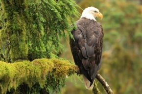 Fotograf roku v přírodě 2017 - Alaska eagle